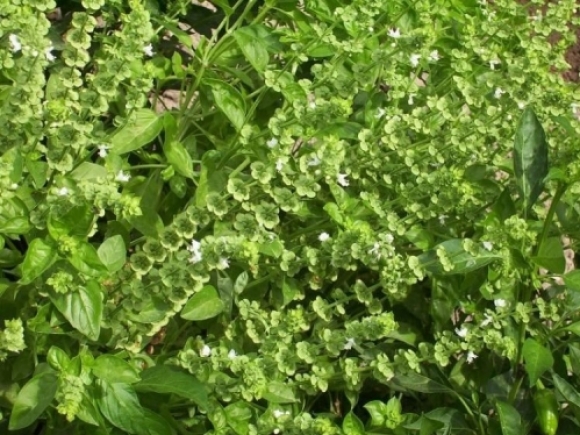 Busuiocul, plantă aromatică cu multiple avantaje pentru sănătate