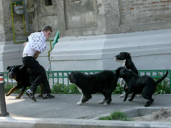 Peste 1.100 de oameni muşcaţi în 4 luni de câini, în București